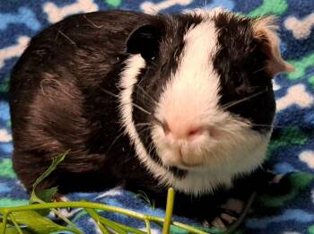 Rescue Short Haired Guinea Pigs for Adoption in Chicago Heights, Illinois - Burlington | PetCurious
